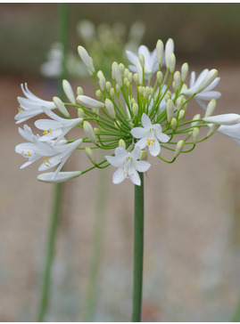 Agapanthus 'Albatross'
