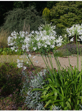 Agapanthus 'Albatross'