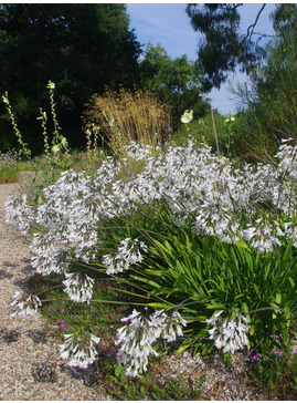 Agapanthus 'Ardernei Hybrid'