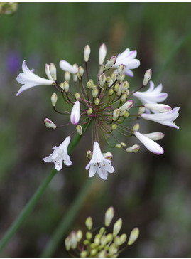 Agapanthus 'Ardernei Hybrid'