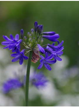 Agapanthus campanulatus 'Cobalt Blue'