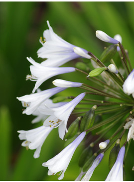 Agapanthus 'Enigma'