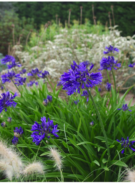 Agapanthus 'Evening Star'