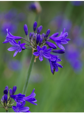 Agapanthus 'Kingston Blue'
