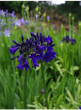 Agapanthus 'Marchants Cobalt Cracker'