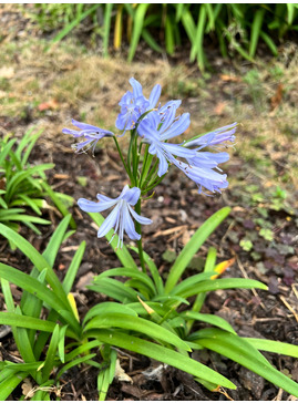 Agapanthus 'Peter Pan'