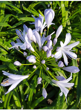 Agapanthus 'Peter Pan'