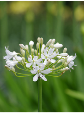 Agapanthus unnamed white