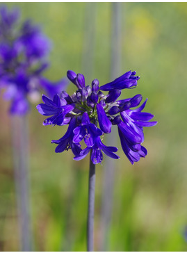 Agapanthus 'Windlebrooke'