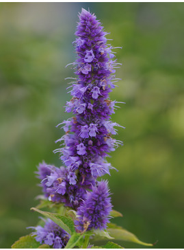 Agastache 'Blue Fortune'