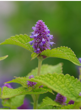 Agastache rugosa 'Golden Jubilee'