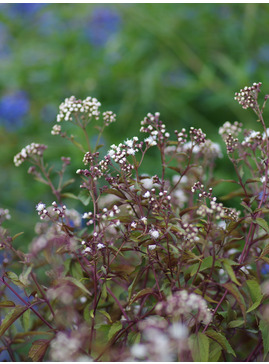 Astilbe 'Professor van der Wielen' - Shoot