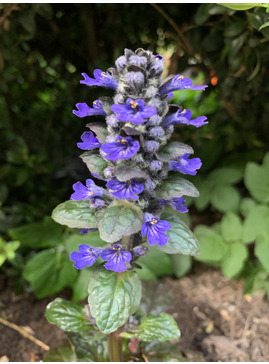 Ajuga reptans 'Catlin's Giant'
