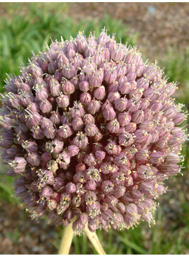 Allium ampeloprasum (DB)