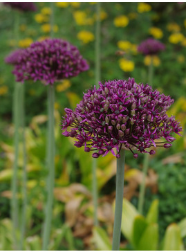 Allium atropurpureum (3xDB)