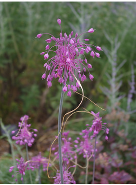 Allium carinatum subsp. pulchellum (3xDB)