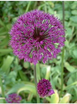 Allium hollandicum 'Purple Sensation' (3xDB)