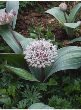 Allium karataviense (DB)
