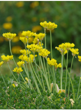 Allium moly (5xDB)