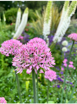 Allium 'Pink Jewel' (DB)