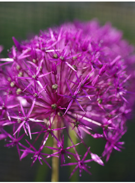 Allium 'Purple Rain' (3xDB)