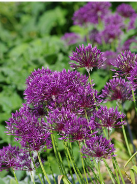 Allium 'Purple Rain' (3xDB)