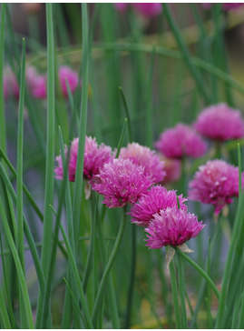 Allium schoenoprasum 'Forescate'