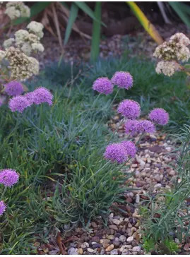 Allium senescens subsp. glaucum