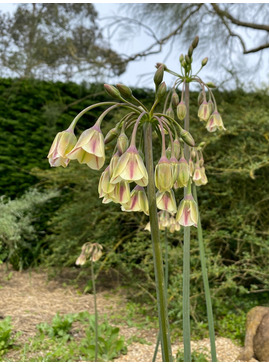 Allium siculum subsp. dioscoridis (5xDB) (Nectaroscordum)