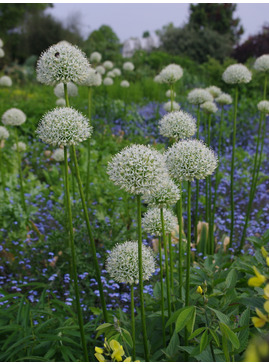 Allium stipitatum 'White Giant' (DB)
