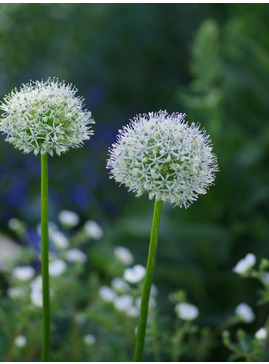 Allium stipitatum 'White Giant' (DB)