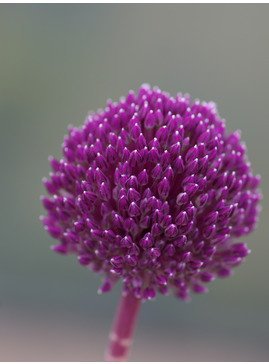 Allium 'Summer Drummer' (DB)