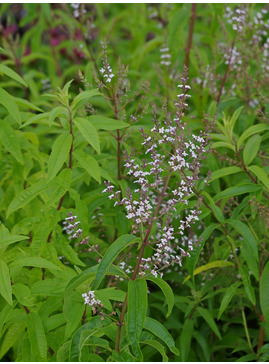 Aloysia citrodora