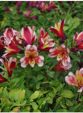 Alstroemeria Inca Husky ('Koncahusky') (Inca Series)