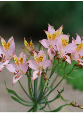 Alstroemeria ligtu hybrids