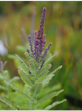 Amorpha canescens