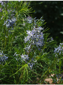Amsonia hubrichtii