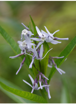 Amsonia illustris
