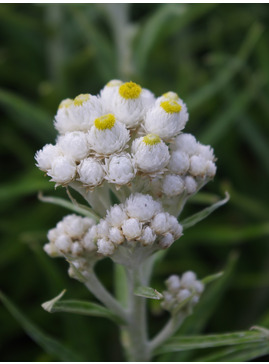 Anaphalis margaritacea