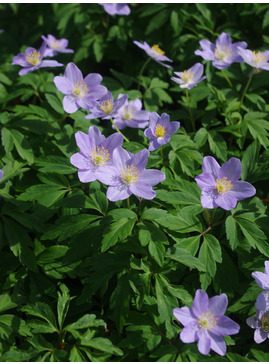 Anemone nemorosa 'Silbermowe'