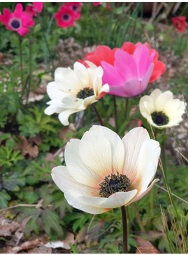 Anemone pavonina