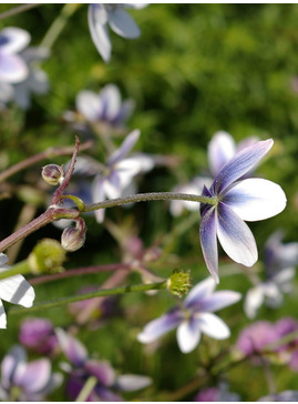 Anemone leveillei