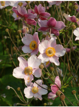 Anemone tomentosa