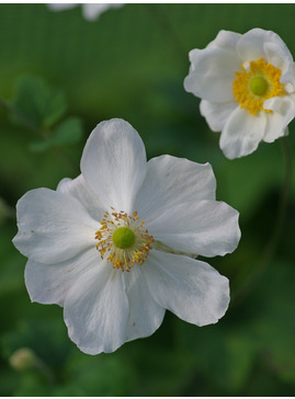 Anemone x hybrida 'Honorine Jobert'