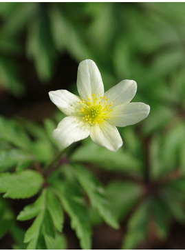 Anemone x lipsiensis