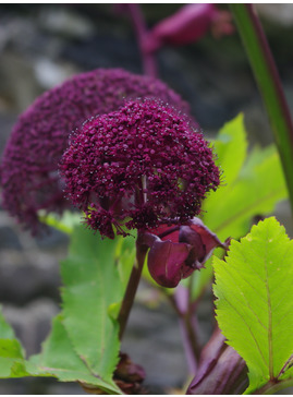 Angelica gigas