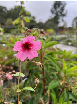 Anisodontea 'El Rayo'