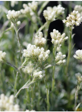 Antennaria dioica 'Alba' 