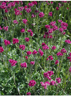 Antennaria doica 'Rubra'