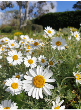 Anthemis cupaniana